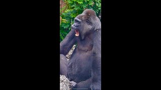 Female gorilla Toto yawning【Ueno Zoo】