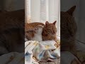 先住猫の毛づくろいをする子猫【過去動画】 shorts