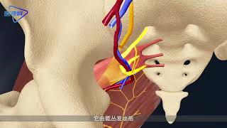 【Human Anatomy】Inferior Gluteal Nerve 【人体解剖】臀下神经