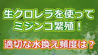 生クロレラを使ったミジンコ繁殖 水換えの頻度は?  滋賀県のメダカ販売店 めだか藁屋 高木正臣