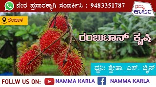 RAMBUTAN | ಕಾರ್ಕಳದ ರೆಂಜಾಳದಲ್ಲಿದೆ ರಂಬುಟಾನ್ ಹಣ್ಣಿನ ಕೃಷಿ |