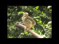 Énekes rigó fióka song thrush chick.