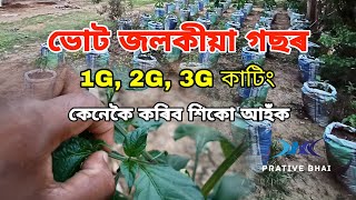 ভোট জলকীয়া গছৰ 1G, 2G, 3G কাটিং কেনেকৈ কৰিব | Bhut Jolokia 3G Cutting | 3G cutting of king Chilli