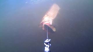 Pike Smashes lure from behind caught on waterwolf camera