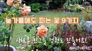 새로운 반그늘 화단 식재하기 ㅣ 늦가을에도 피는 정원의 꽃 9가지 ㅣ정원의 그늘엔 이렇게 꾸미면 어때요? 2탄🤗