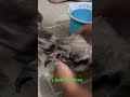 Bathing #song #music #mochi #shihtzu #shihtzupuppies #shihtzupuppy #bathing #puppy #love #cute