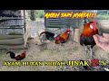 PELEPASAN AYAM HUTAN ORI RAWATAN 6 BULAN LEBIH