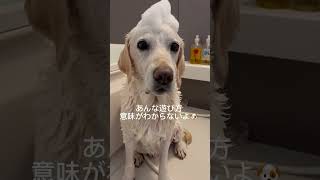 #犬のシャンプー #大型犬のいる暮らし #犬のいる暮らし #犬のいる生活