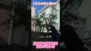 【埼玉の植木屋さん】庭木をできるだけコンパクトに※昨夜の投稿にバグが生じたため再投稿#富士見グリーンガーデン #造園 #植木屋 #社員募集 #剪定 #伐採 #埼玉県 #富士見市