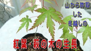 紅葉と萩の木の冬越しその後、散歩中に山から採取した自然自生苗