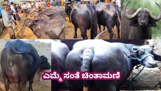 ಎಮ್ಮೆ ಸಂತೆ ಚಿಂತಾಮಣಿ Buffalo Market Chintamani