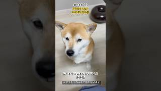 みみ助うらない2025年1月10日#shibainu #柴犬と暮らす #保護犬と暮らす