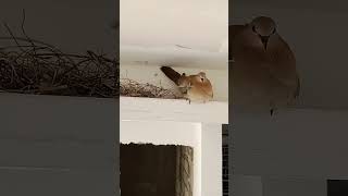 টাকা চুরি করে এই পাখি Bird #shorts