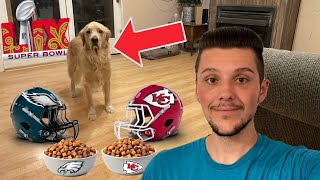 My Dog Predicts the Winner of Super Bowl 59!? {Super Bowl Predictions}