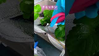 【ベランダ菜園】いちごのランナーが伸びてきたので...