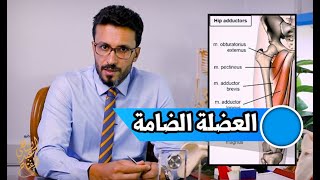 العضلة الضامة