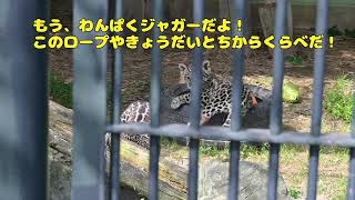 ☆彡　赤ちゃんジャガーからわんぱくジャガーへの成長　双子で仲良し