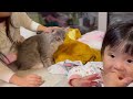 撫で続けられるのも満更でもない様子の猫　サイベリアンthe cat doesn t seem to mind being petted continuously. siberian