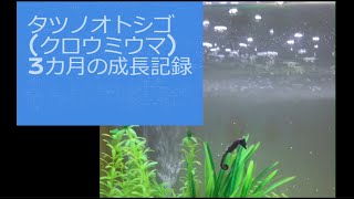 タツノオトシゴ（クロウミウマ）の成長記録 3カ月