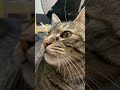 ヒゲが落ちてたので返却した。　 猫 猫動画 shorts