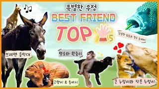 동물들의 특별한✨ 우정! 💖 BEST FRIEND TOP 5 [KBS대/세/남 With Animals] / KBS 방송