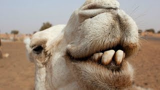 Crazy Creatures - Botoxed Camels Banned From Saudi Beauty Contest