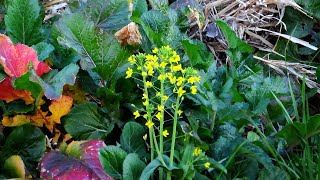 菜の花世田谷地区 2025 01 26 #菜の花 #wildlife #nature #自然観察ぶらり散歩