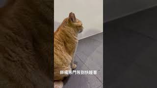 浪貓胖橘等晚餐 Stray cat FatOrange is waiting for dinner