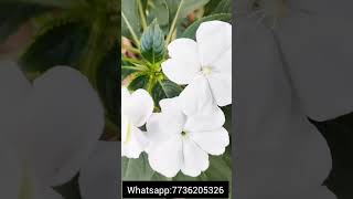 Online plant sale||low cost plants||Salu Diaries#shorts#youtubeshorts