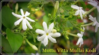 மொட்டு விட்ட முல்லை கொடி - Mottu Vitta Mullai Kodi