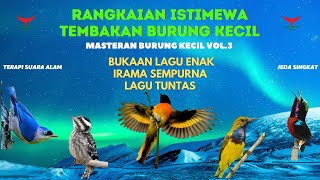 IRAMA dan TEMBAKAN Burung Kecil Lagu TUNTAS Masteran Suara BURUNG KECIL
