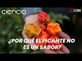 El PICANTE: ¿por qué NO es un SABOR y SÍ un DOLOR?