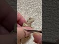 きのこ収穫祭 フトアゴ フトアゴヒゲトカゲ フトアゴベビー 爬虫類 トカゲ きのこ採り 鼻えのき beardeddragon reptiles lizard mushroom