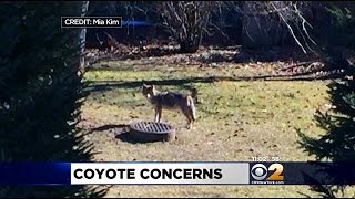 Residents Anxious As Coyote Follows NJ Woman