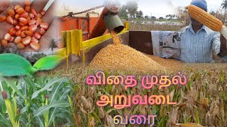 மக்காச்சோளம்🌽 விதைப்பு முதல் அறுவடை வரை |maize|corn planting starting to ending|AnbuThirumagal