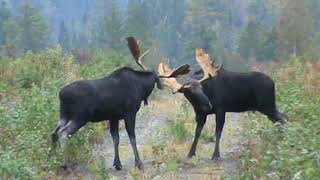 moose fight