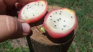 PEACH FLAVORED apple cactus! Rare unique cactus fruit