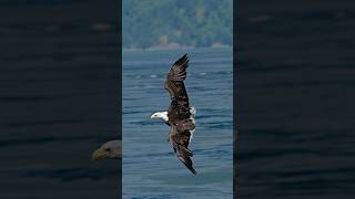 Large bald eagle swoops in and grabs a fish from a whirlpool.