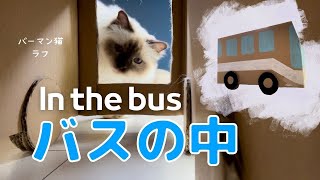 内側から撮影してみよう【バスの中】In the bus（バーマン猫）Birman/Cat