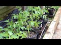 how to make instant tomato plants