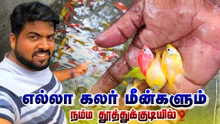 Biggest Aquarium Fish Farm🐠color மீன் பண்ணை-Cheapest Price #thoothukudi #tamilvlog #aquarium #fish