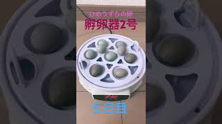 ひめうずらの孵卵器🙆‍♀️有精卵　🐣お試し中