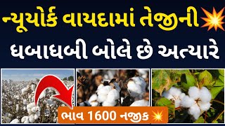 ન્યુયોર્ક વાયદામાં તેજીની ધબાધબી બોલે છે અત્યારે l kapas l cotton l કપાસના ભાવ