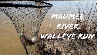 Maumee river walleye run 03/11/2024 first walleye of the year