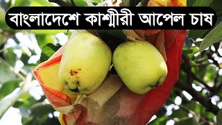 বাংলাদেশে কাশ্মীরী আপেল ও হরিমন ৯৯ আপেল চাষ🍎