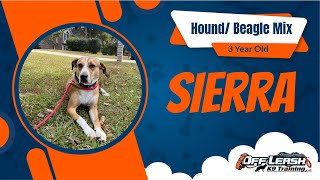 From Rowdy to Respectful: Sierra the Hound/Beagle Mix's 2-Week Transformation at Off Leash K9