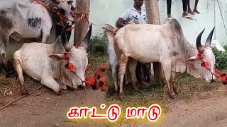 காட்டு மாடு 👿👿||முதல் வாடி 😍😍||ஆட்டம் இருக்கு 🔥||jallikkattu