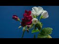 4K Blooming Flowers, Time Lapse for Relaxation Soft Piano Music■