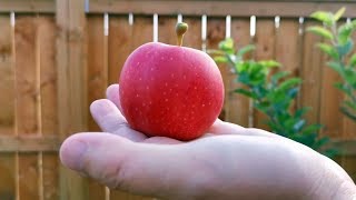 平生种的第一个苹果  带去多伦多过中秋节 阿婆一人做家宴 【Garden Time 田园生活分享】