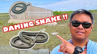 Nagpunta sa Narcisse Snake Dens.. Daming snake..